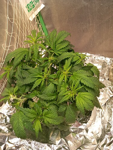 Growreport Bild 13