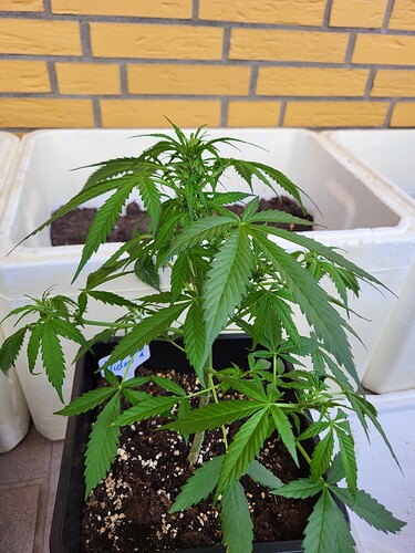Growreport Bild 3