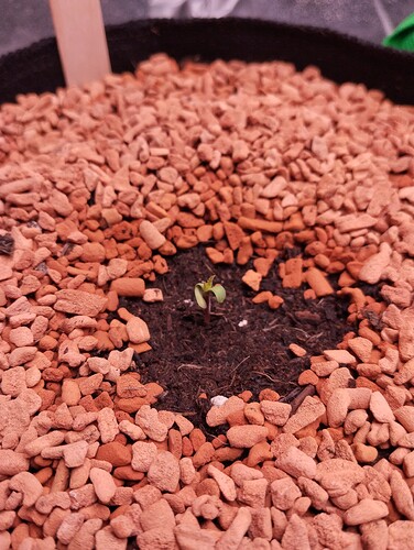 IMG_20241118_182704 - Kopie