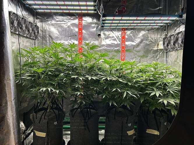 Vier Cannabis-Pflanzen in einem Growzelt unter LED-Beleuchtung, in grauen Stofftöpfen mit Beschriftungen.