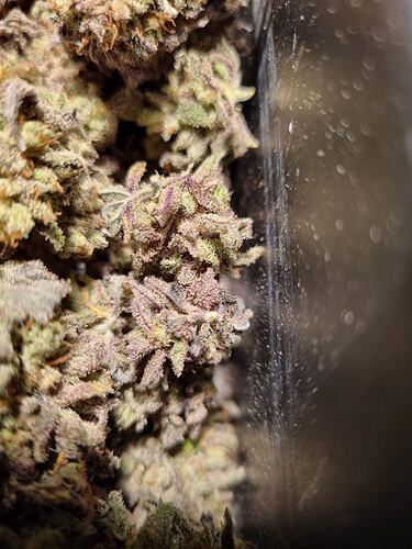 Nahaufnahme von getrockneten Cannabis-Buds mit lila und grünen Farbtönen, die in einem Behälter liegen.
