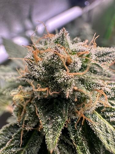Growreport Bild 13