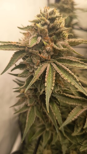 Growreport Bild 15
