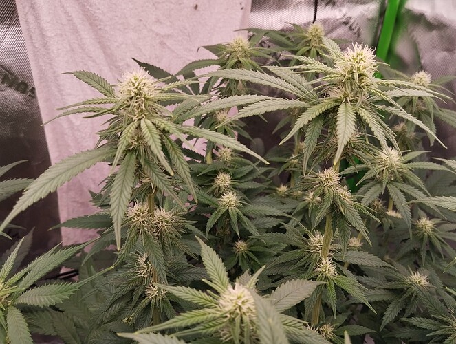 Growreport Bild 11