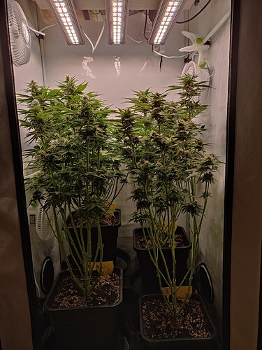 Growreport Bild 29