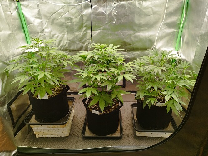 Growreport Bild 6