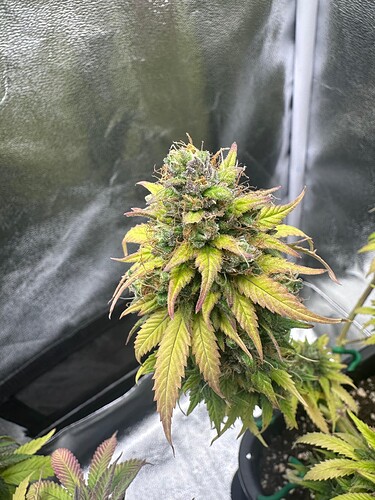 Growreport Bild 5