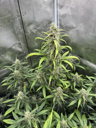 Growreport Bild 9