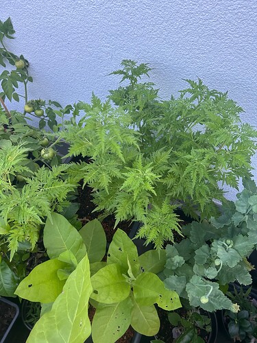 Growreport Bild 45