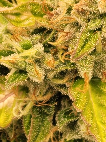 Growreport Bild 5