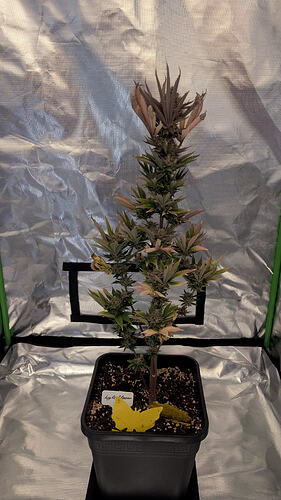 Growreport Bild 1