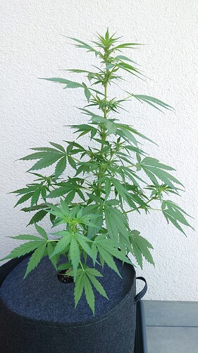 Growreport Bild 8