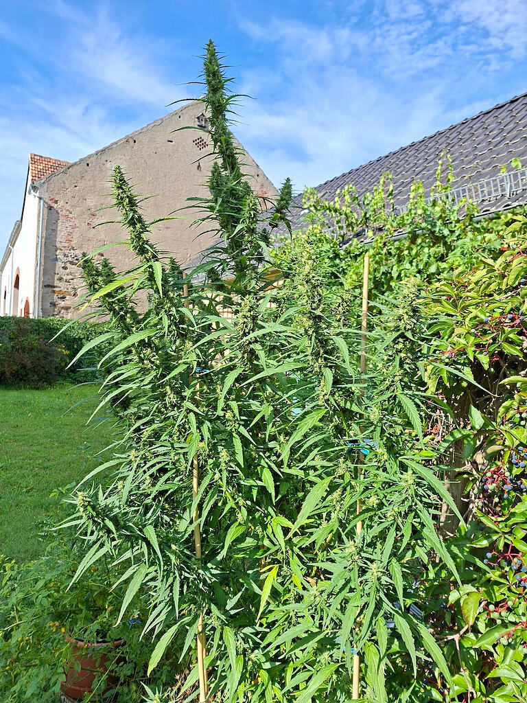 Mein 1. Growreport: 2x Riesenpflanze + 4 Autos teils real outdoor, teils semi-outdoor (offenes Foliengewächshaus)
