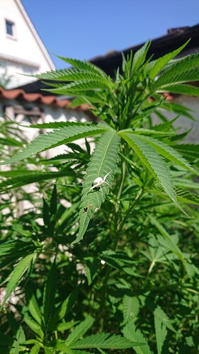 Growreport Bild 63