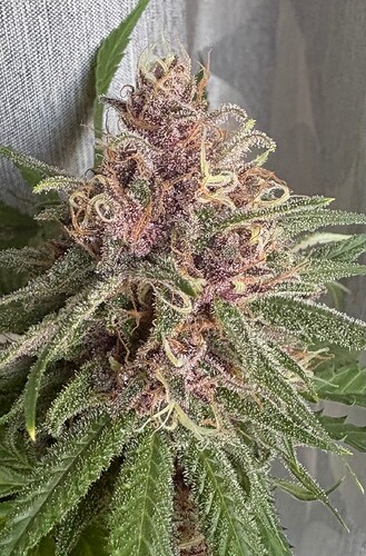 Growreport Bild 6
