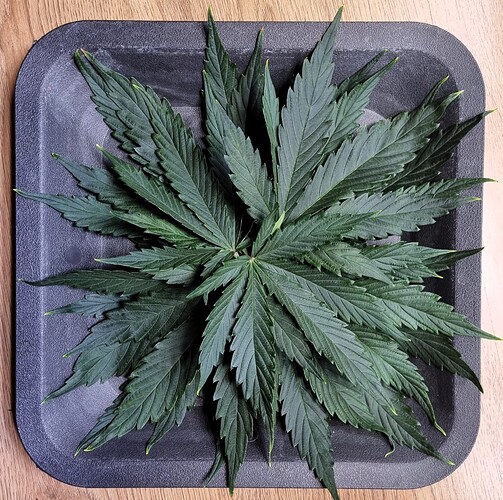 Growreport Bild 46
