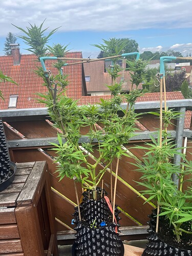 Growreport Bild 8