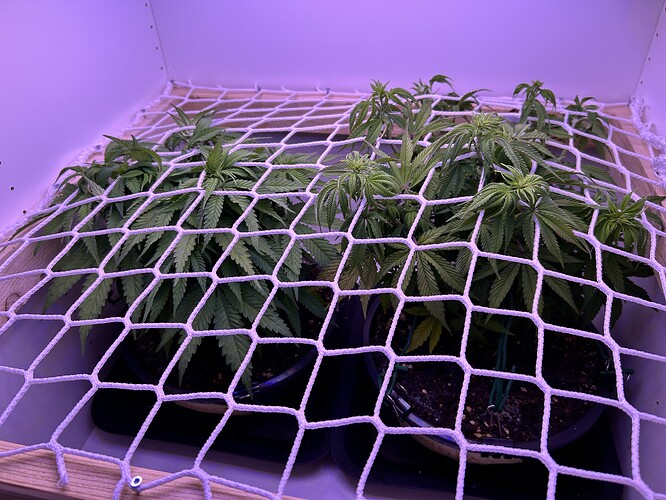 Zwei Cannabis-Pflanzen in einem Grow-Schrank unter einem Scrog-Netz.