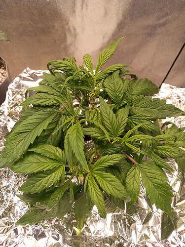 Growreport Bild 11