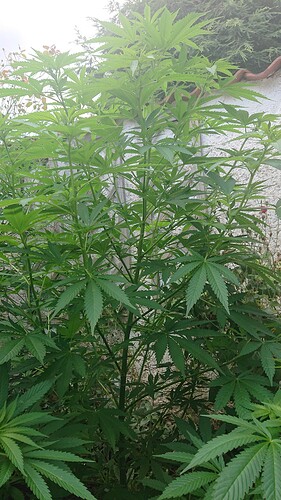 Growreport Bild 47