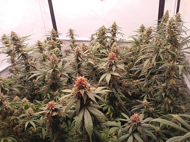 Growreport Bild 34