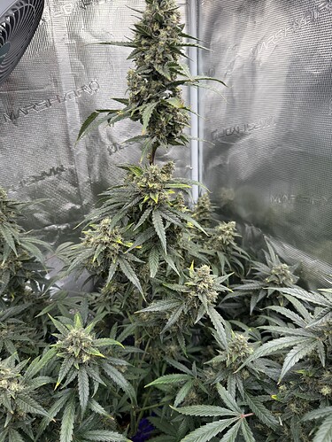 Growreport Bild 27