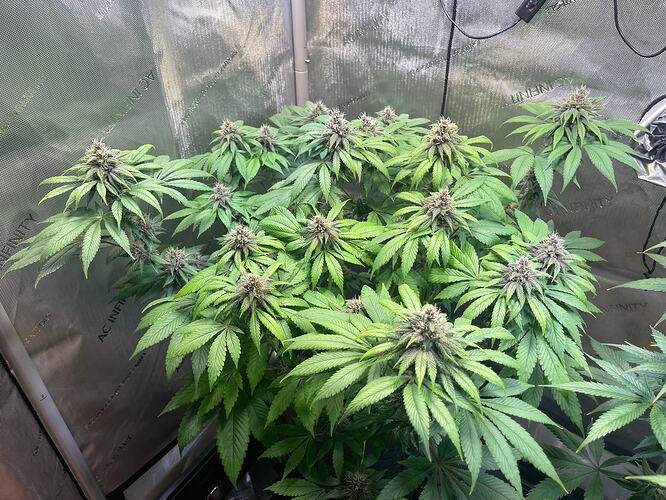 Growreport Bild 4