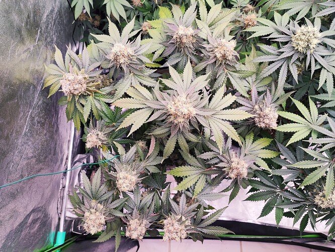 Growreport Bild 8