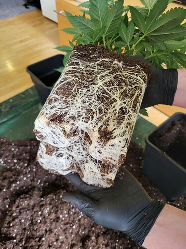 Growreport Bild 9