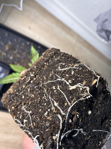 Growreport Bild 23
