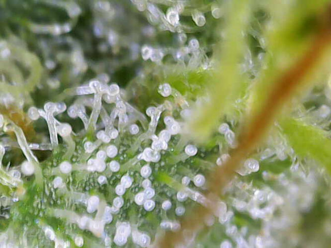 Growreport Bild 23