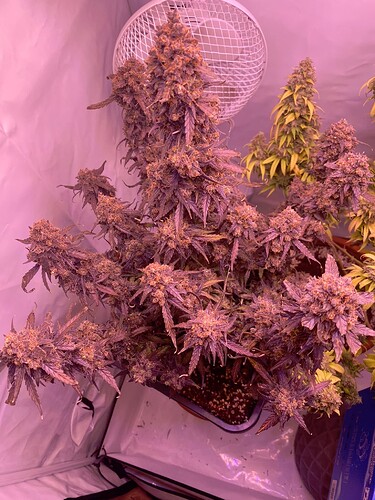 Growreport Bild 56