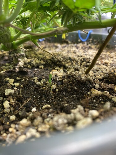 Growreport Bild 50