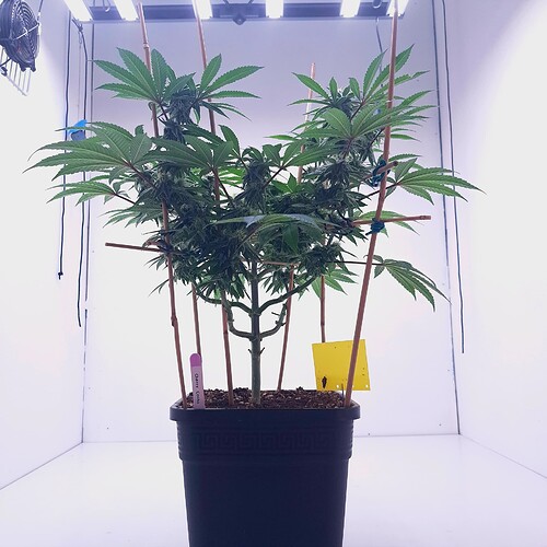 Growreport Bild 6