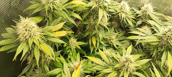 Growreport Bild 36