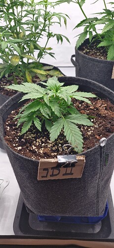 Growreport Bild 12