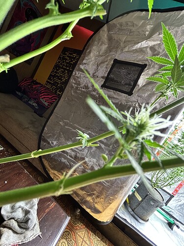 Nahaufnahme eines Cannabis-Zweigs mit Anzeichen von Zwitterbildung (Bananen) in einem Growzelt.
