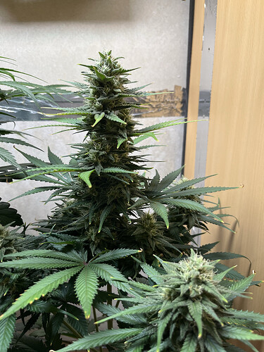 Growreport Bild 3