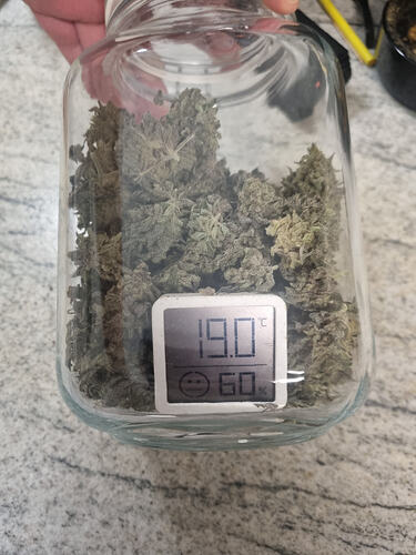 Ein Glas gefüllt mit Cannabis-Buds, daneben ein kleines digitales Hygrometer, das 19 Grad Celsius und 60% Luftfeuchtigkeit anzeigt.
