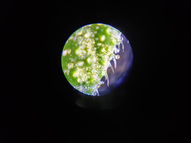Growreport Bild 1