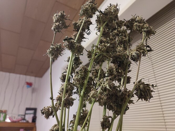 Growreport Bild 39