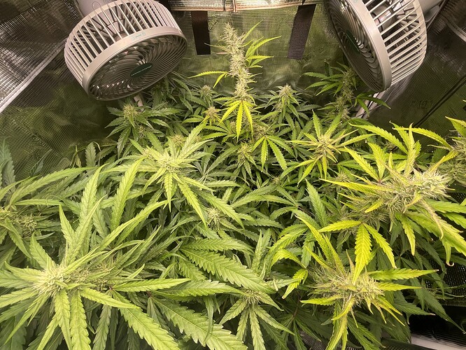Growreport Bild 3