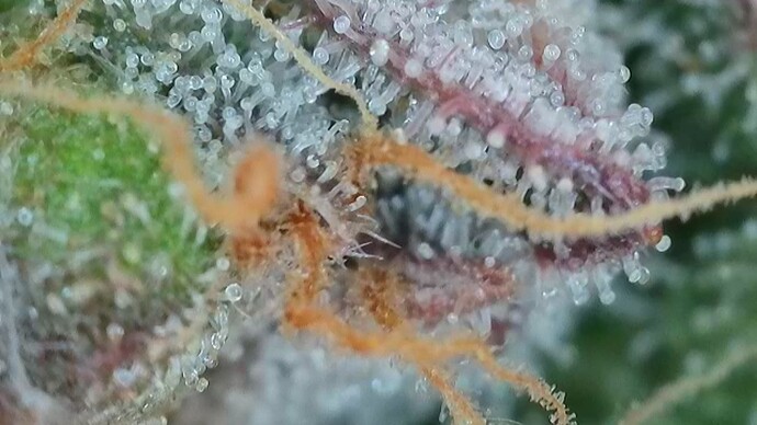 Growreport Bild 65