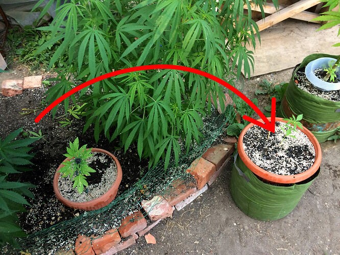 Grow26_0814_13