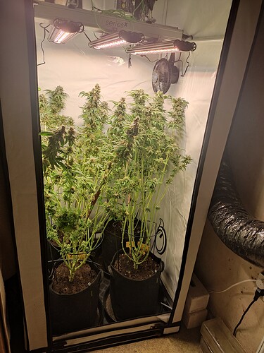 Growreport Bild 37