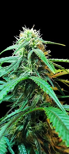 Growreport Bild 6