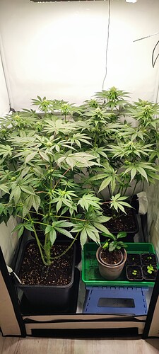 Growreport Bild 1