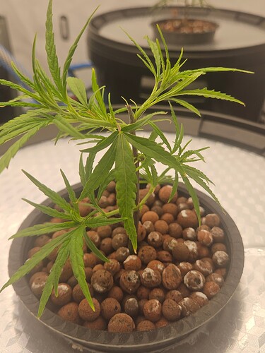 Growreport Bild 32