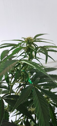 Growreport Bild 15