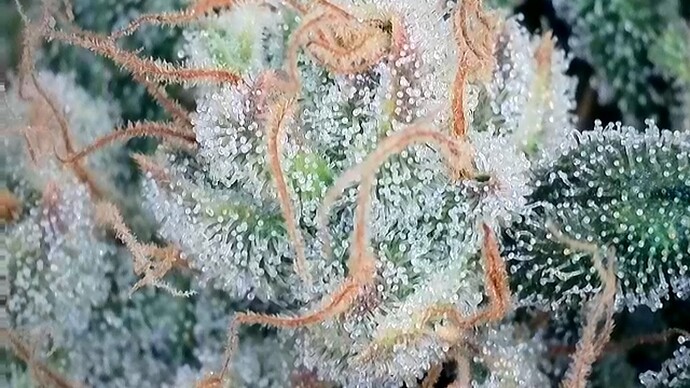 Growreport Bild 9
